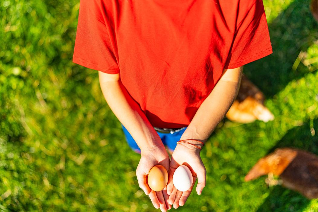 Täglich frische Eier von glücklichen Hühnern