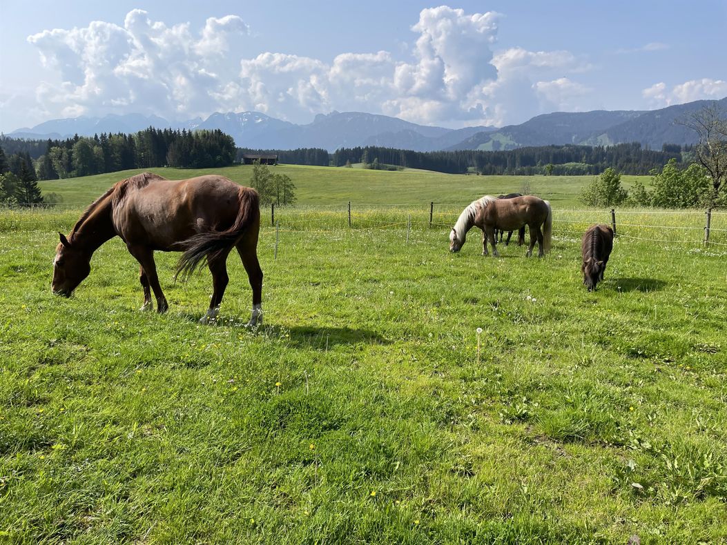 Ausblick vom eigenen Garten