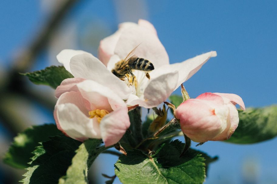 Fleißige Biene auf Obstblüte