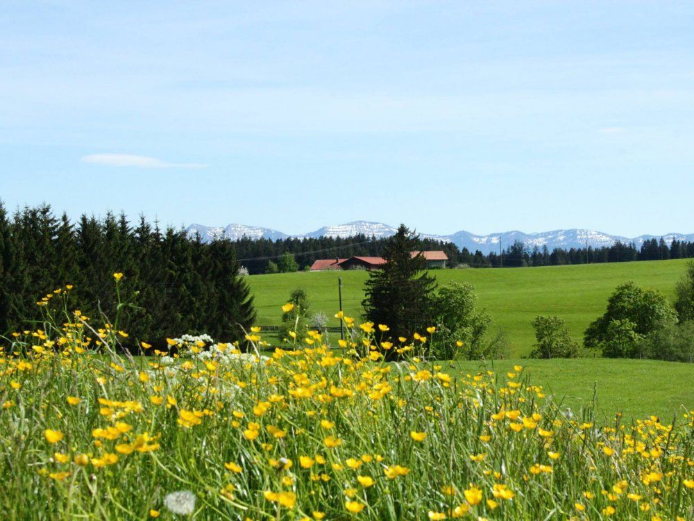 beiunsimfrhlingwennderlwenzahnverblht