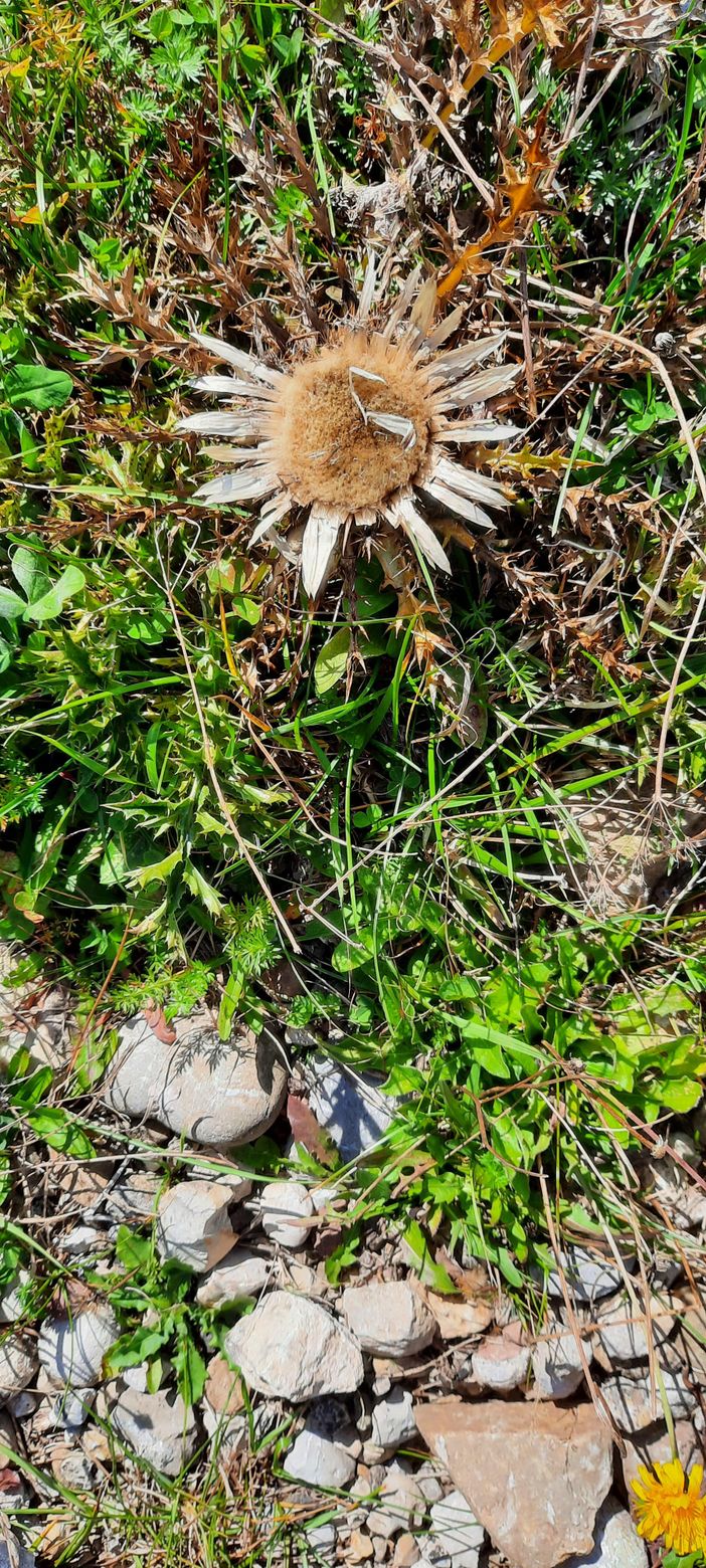 Edelweiss am Wegrand
