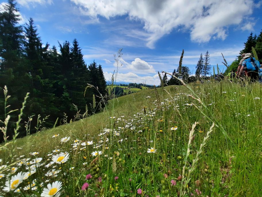 Kräuterwiese an der Alpe Wenger Egg