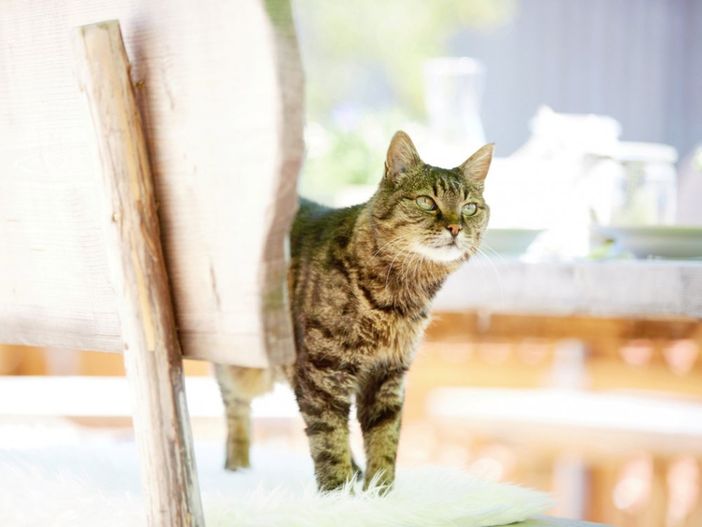 Katzen
