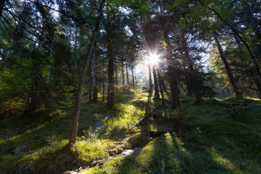 Trails durch Allgäuer Bergwald