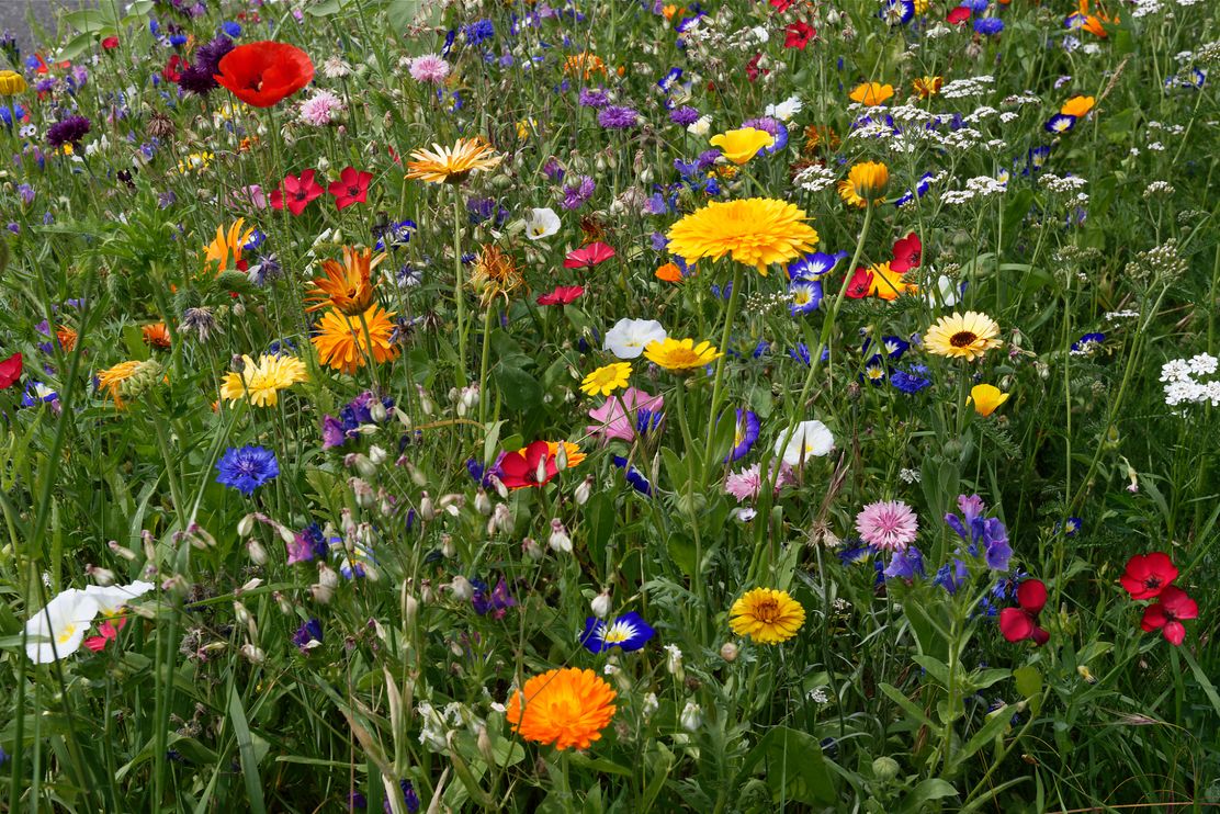 Wildblumenwiese_Kerstin-Ellersdorfer_BN-Bildarchiv