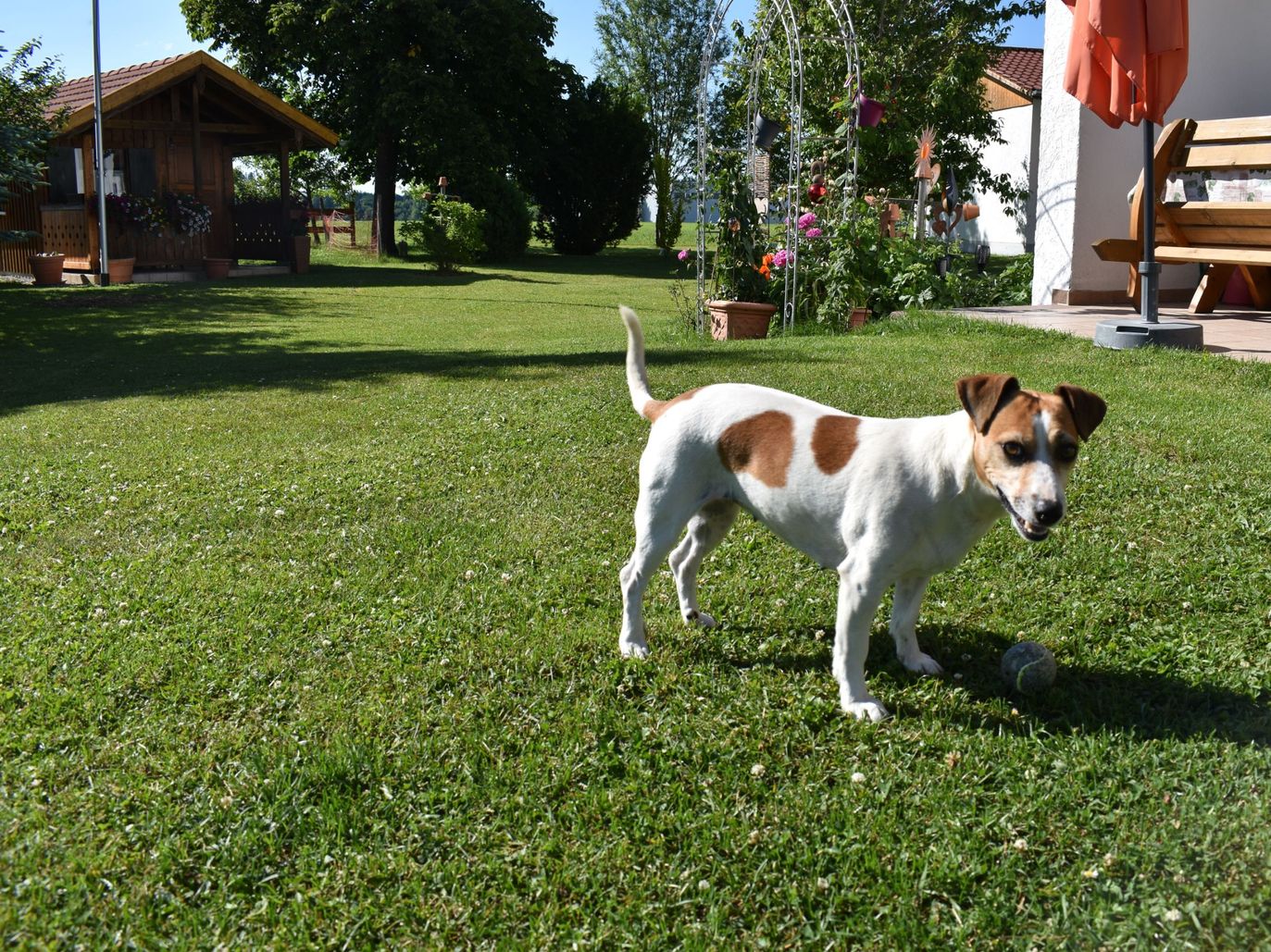 Hofhund EVI