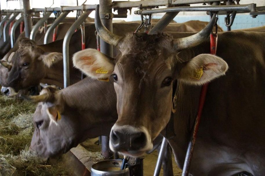 frische Kuhmilch probieren