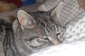 Ferienhof Steinmüller 3