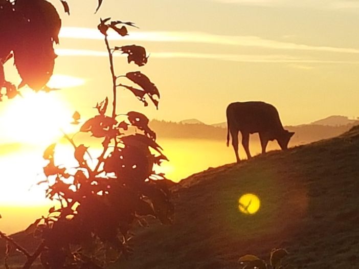 Ferienhof Hefele Morgenstund