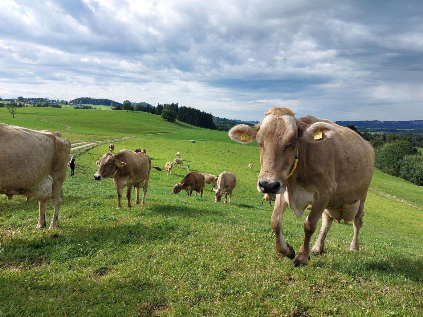 die Kühe kommen in den Stall