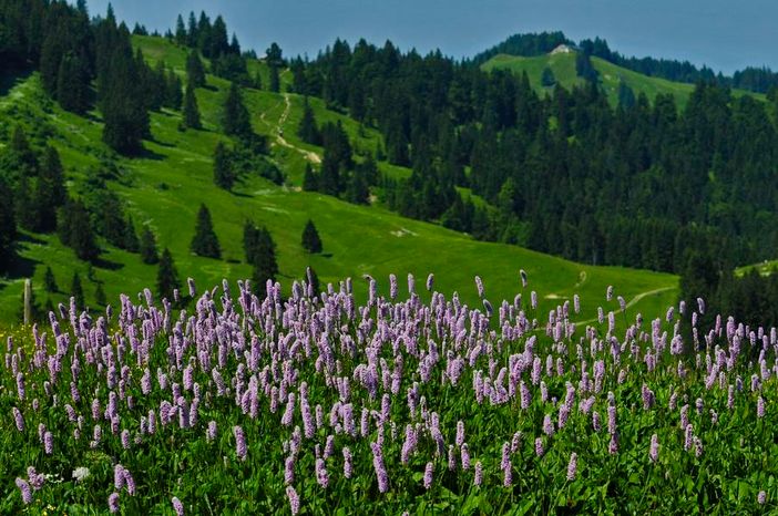 Frühlingwiese