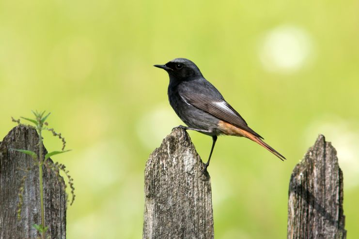 Vogelstimmen