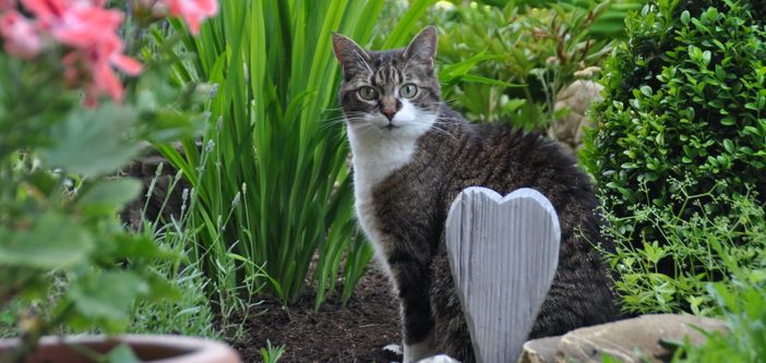 Im Garten Katze