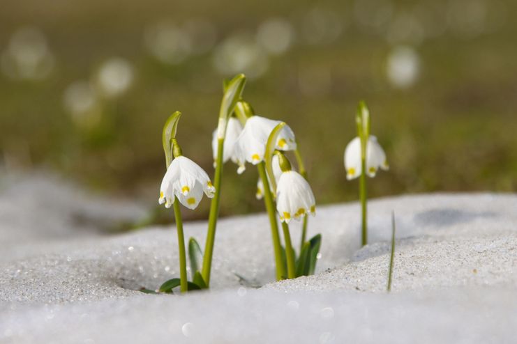 Auf der Jagd nach Frühlingsboten_Theresa Hilber_klein