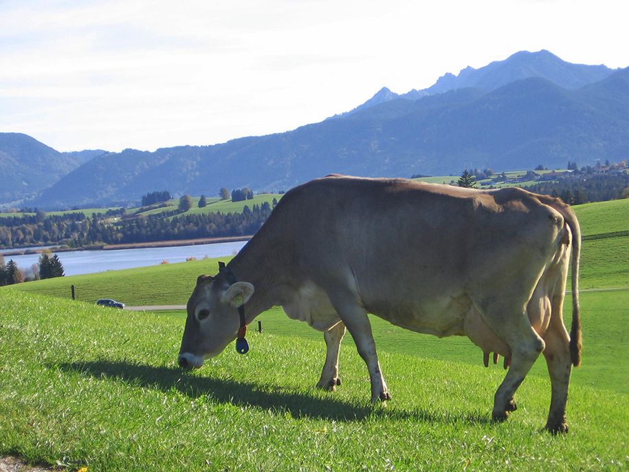 Unsere Kühe auf der Wiese