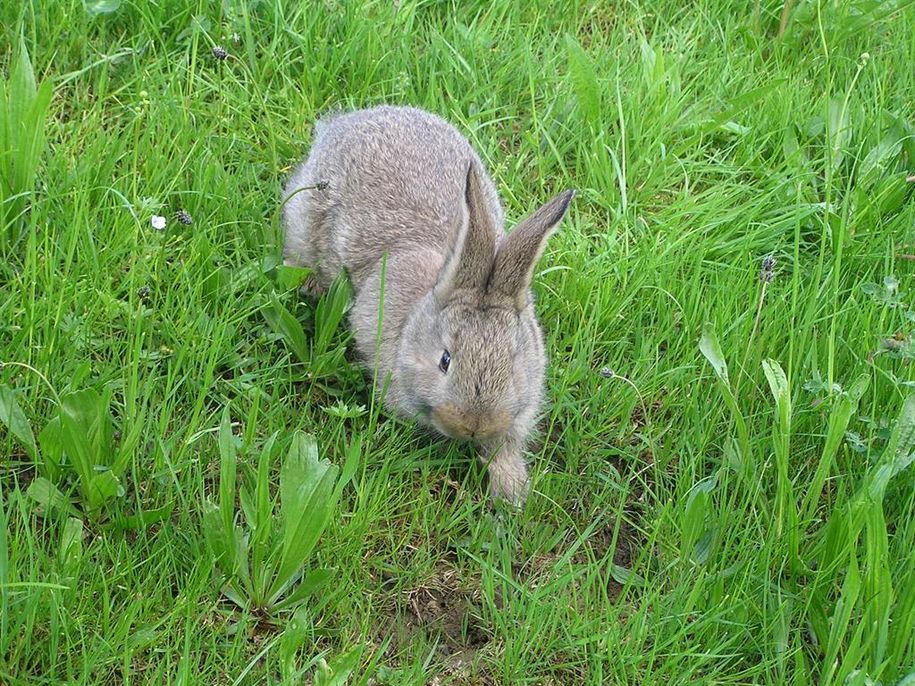 Hase auf Entdeckung