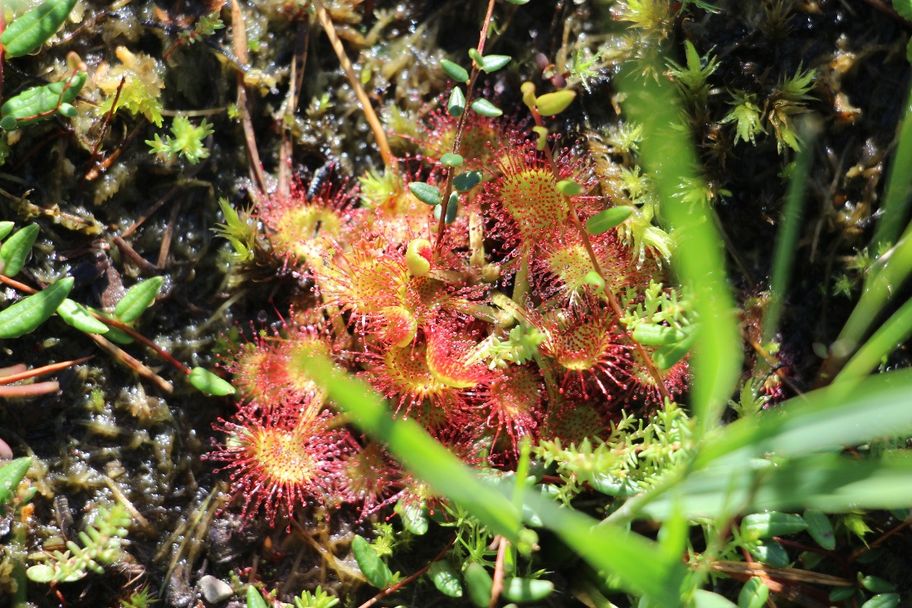 Sonnentau im Pfrontener Moor