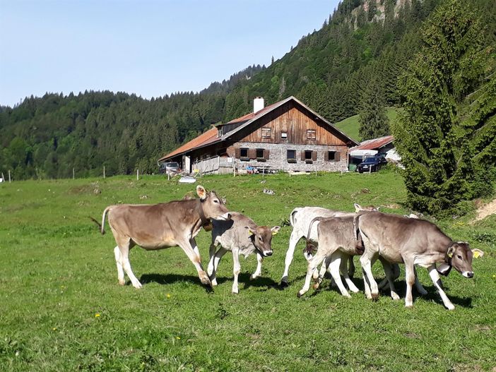 Unser "Kindergarten" auf der Alpe