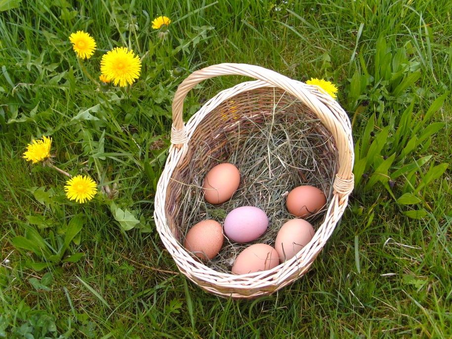 Bio-Eier von glücklichen Hühnern