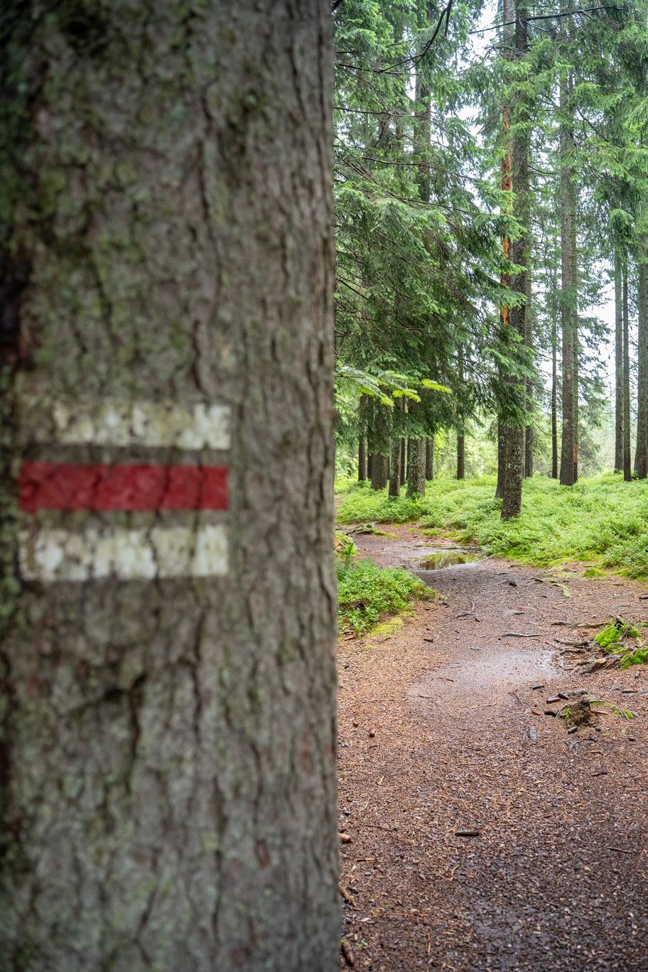 Wanderweg im Kojenmoos
