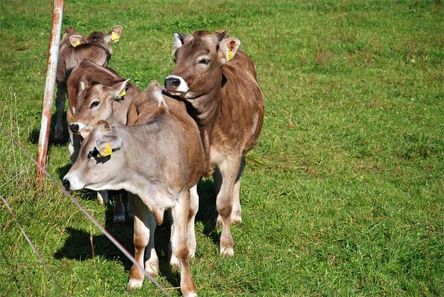 Urlaub auf dem Bauernhof