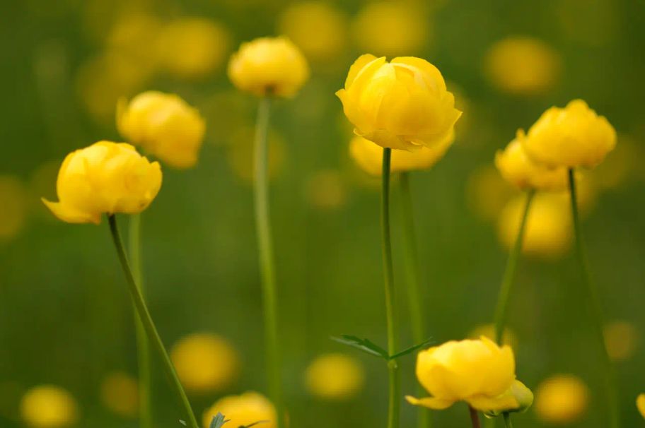 Der Panoramaweg bei Sulzberg - Grenzenlose Aussicht