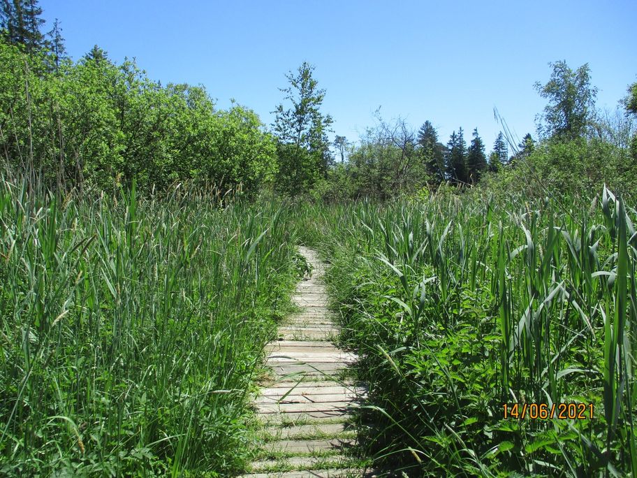 Bad Wurzach | Wanderweg Nr. 1 – Moor-Weg – Ried pur erleben