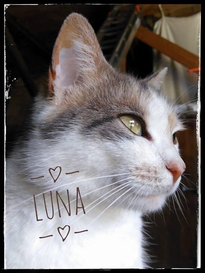 Luna unsere liebe Hofkatze