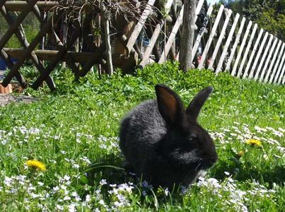 Hase Hansi