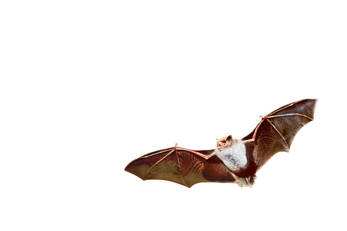 BN_Wasserfledermaus