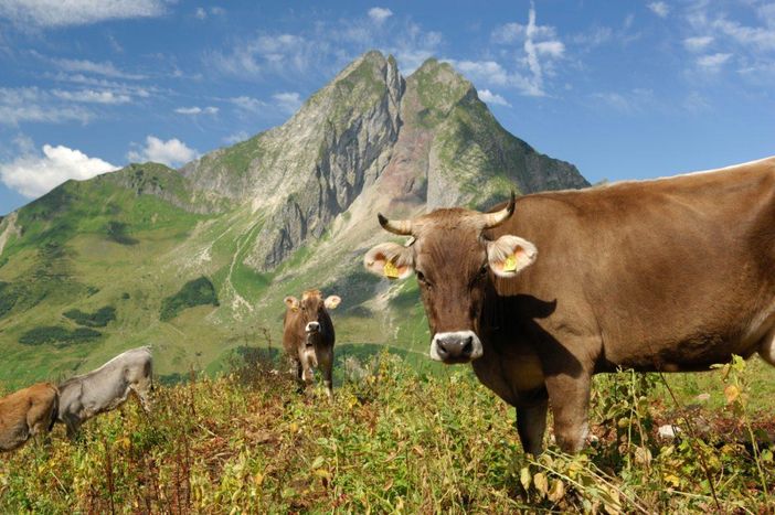 auf der Käseralpe