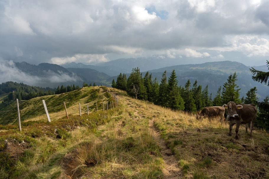Von Grasgehren zum Riedberger Horn