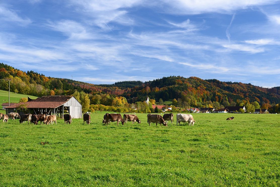 Weidelandschaft am Fuße der Adelegg