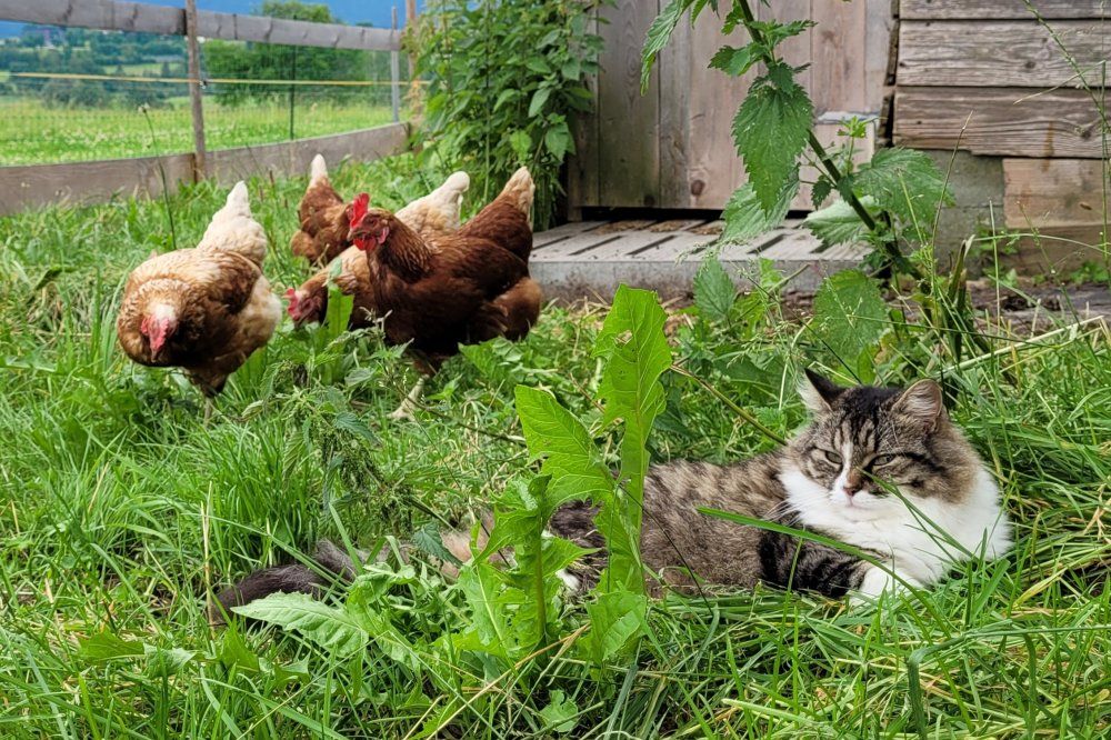 "Rocky" und die Hühner