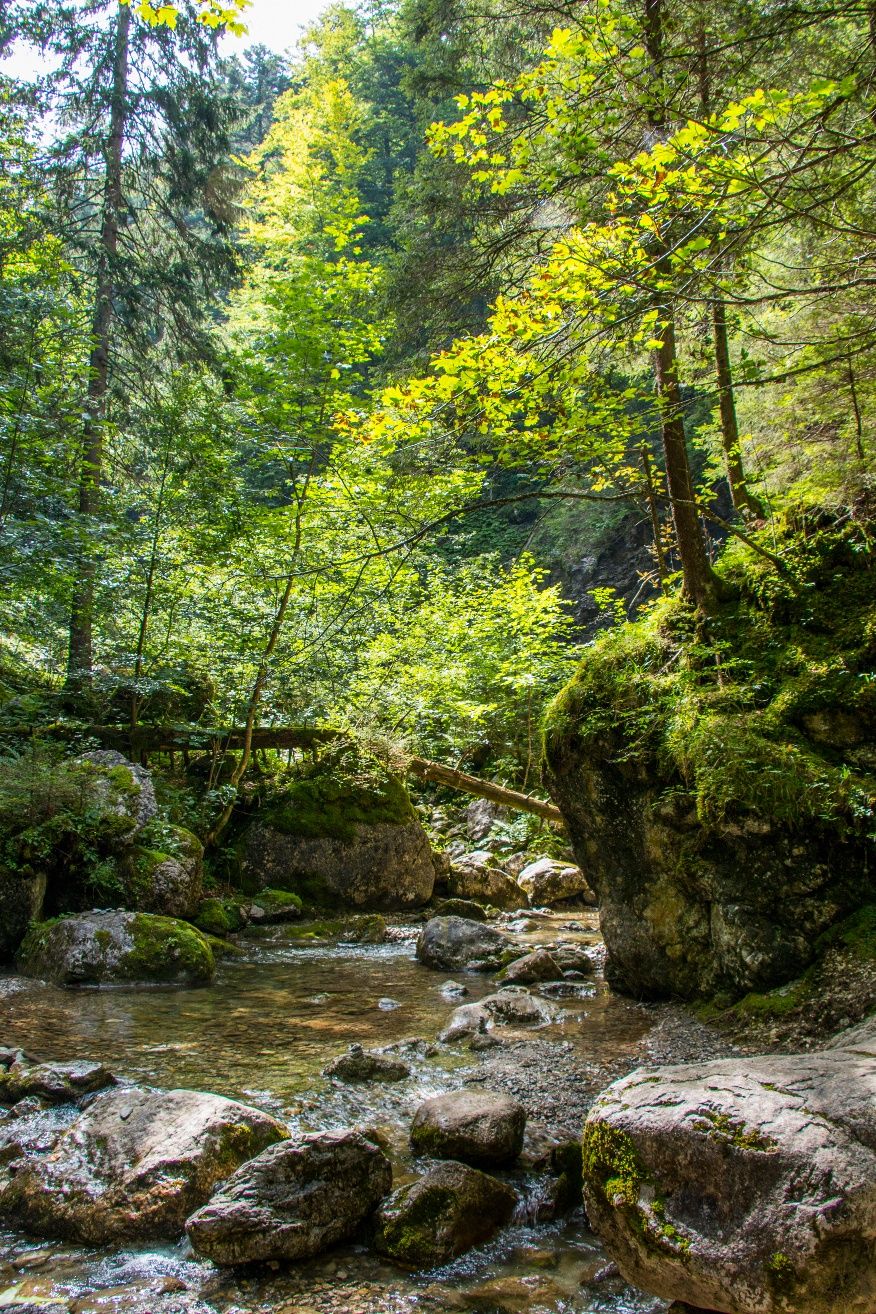 Wasser in der Reichenbachklamm