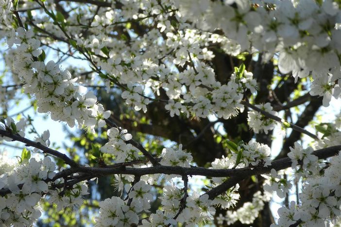 Blüten