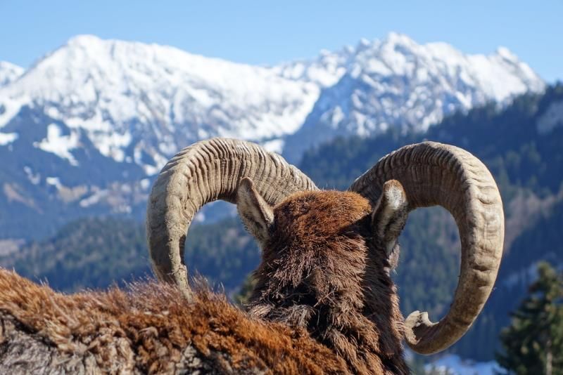 mufflon