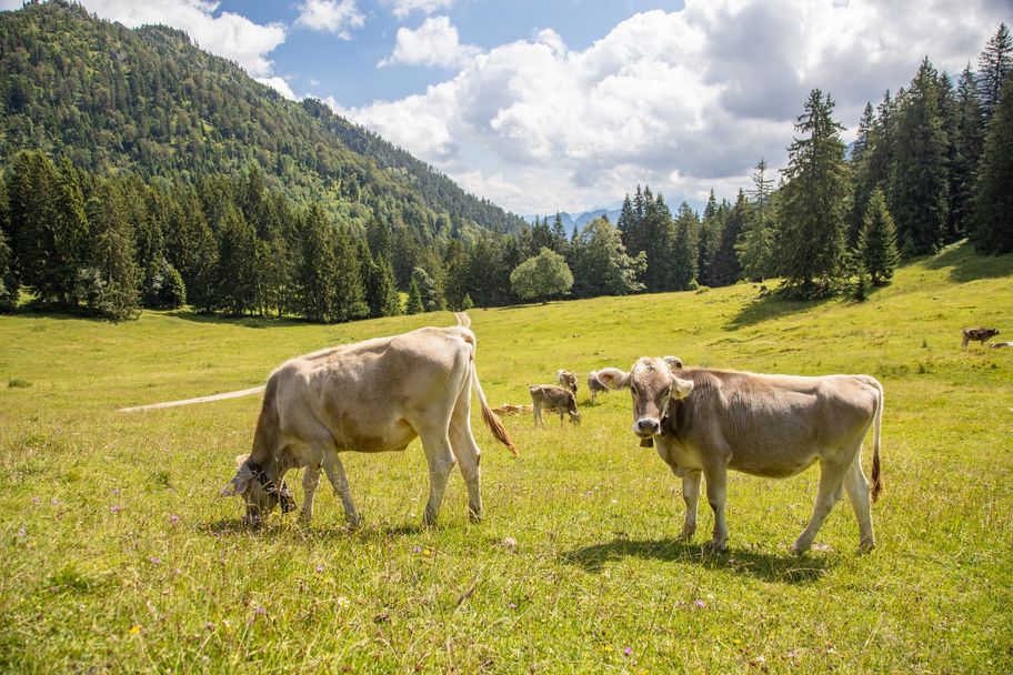 Schumpen auf dem Weg zur Bärenmoosalpe. Das Vieh ist von ca. Anfang Juni bis Mitte September auf den Alpweiden anzutreffen.