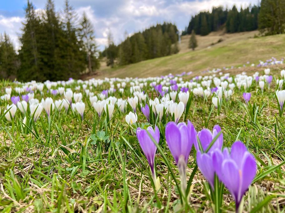 Krokusblüte am Ofterschwanger Horn (meist im April)