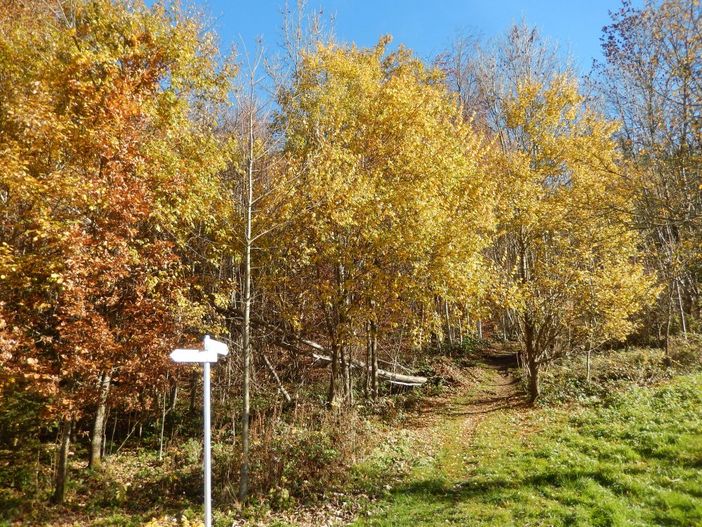 Goldener Oktober