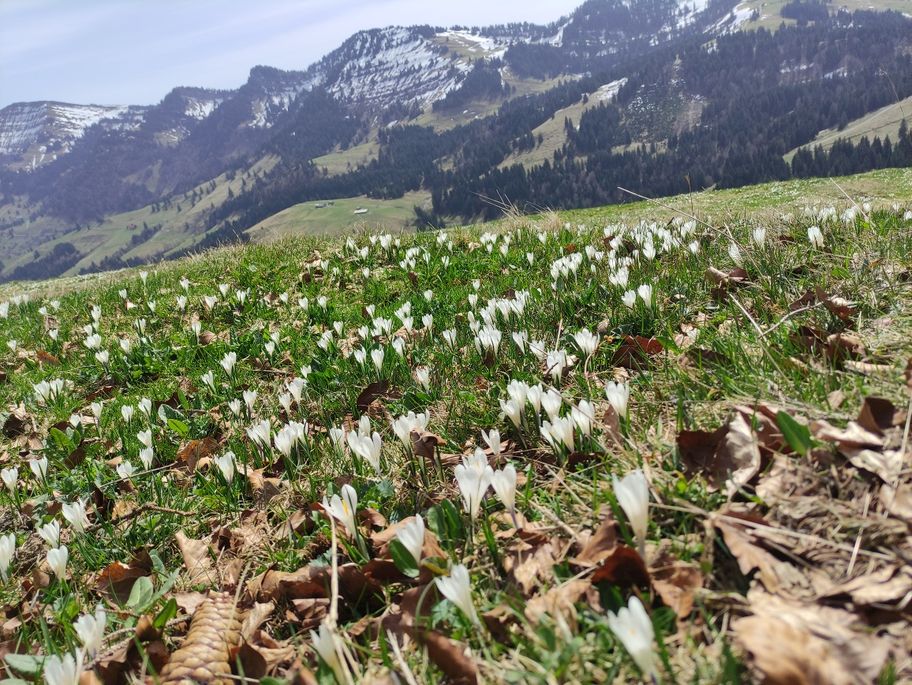 Blick von der Fluh zur Nagelfluhkette