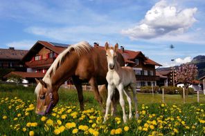 Pferde auf der Wiese vor dem Haus