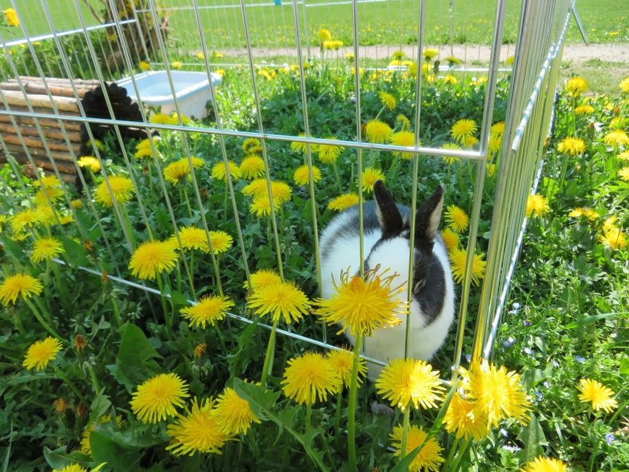 Luna und Benni
