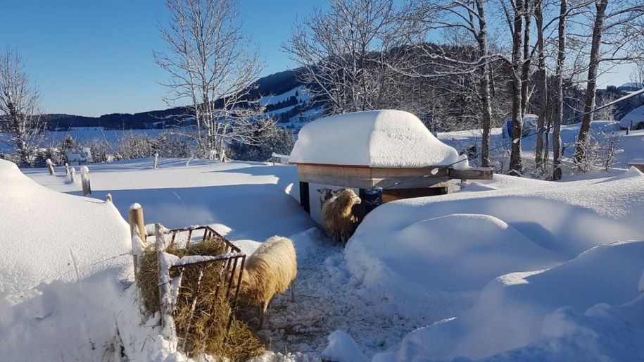 Schafe im Schnee