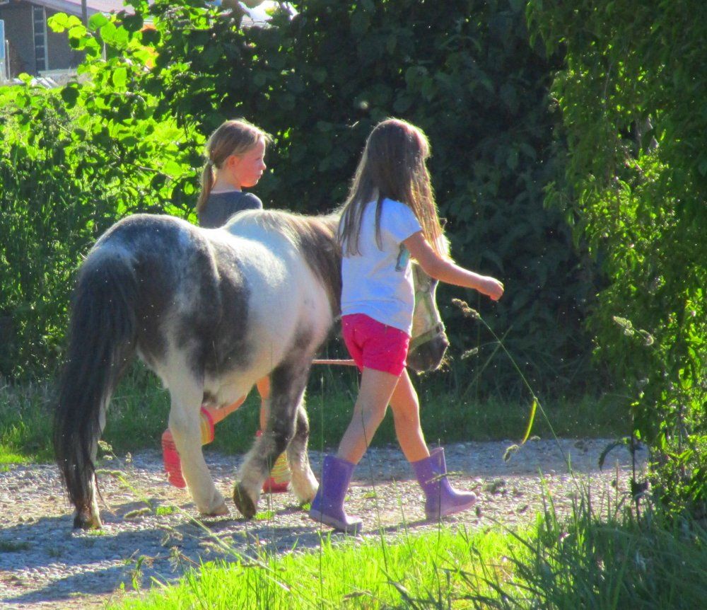 Pony führen