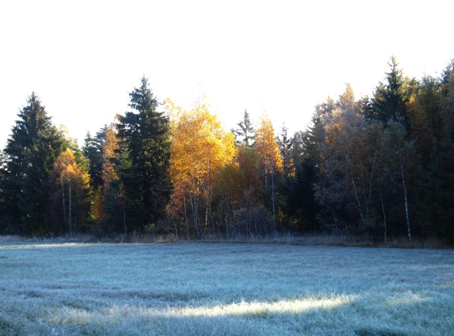 BlauesMOos