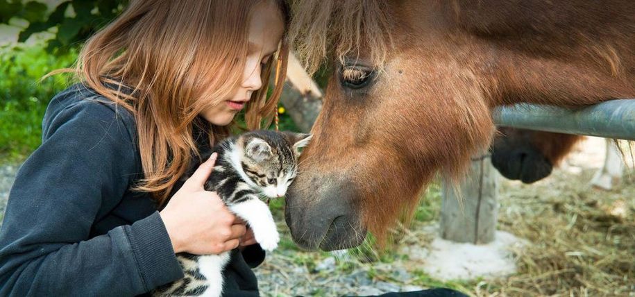 Katzen und Ponys verstehen sich bei uns prima