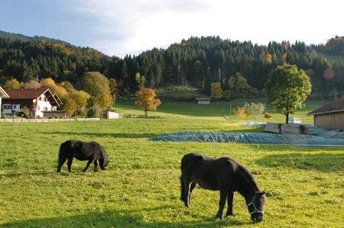 Unsere Ponys auf der Wiese