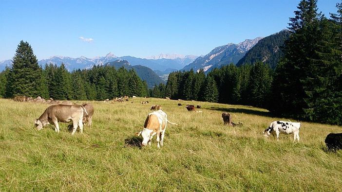 Wandern