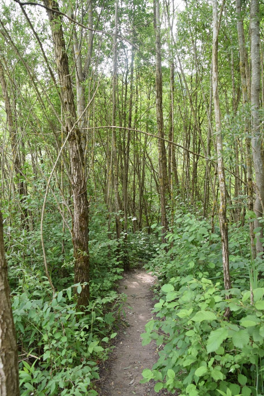 Auwaldpfad im Walderlebniszentrum Ziegelwies